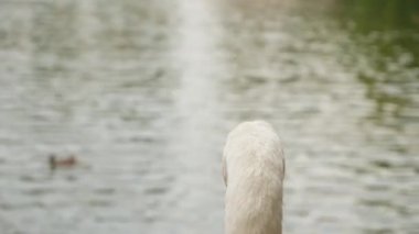 Suyun üzerindeki genç kuğuyla sonbaharda küçük bir gölet