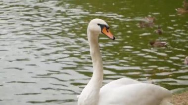 Suyun üzerindeki genç kuğuyla sonbaharda küçük bir gölet
