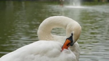 Suyun üzerindeki genç kuğuyla sonbaharda küçük bir gölet