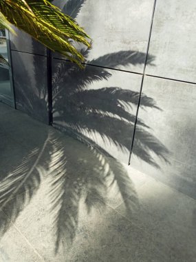 Tropik Palmiye Ağacı Yaprak Gölgesi Beton bir duvarda.