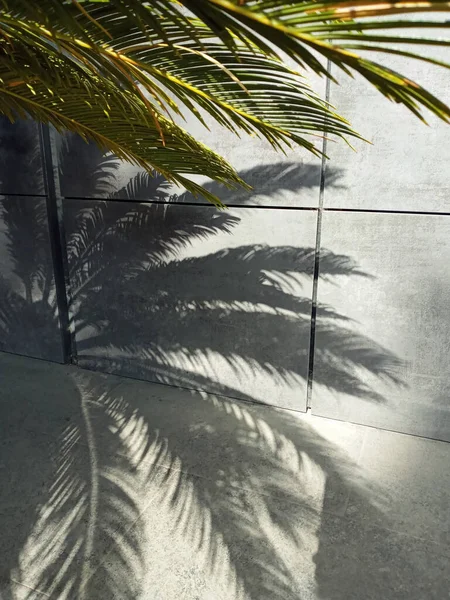 Ombra Tropicale Foglie Palma Muro Cemento — Foto Stock