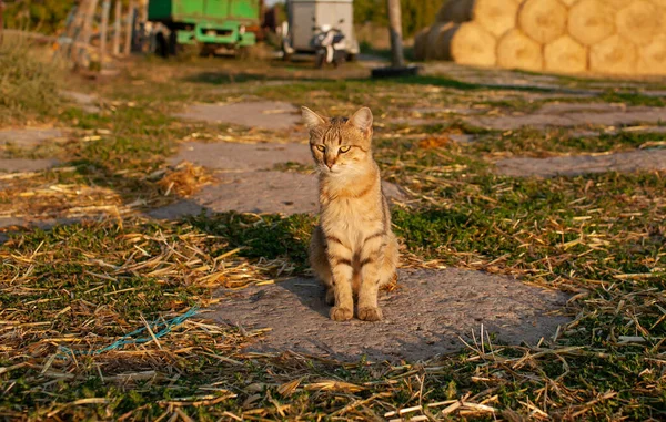 Adulto Jengibre Gato Contra Campo Atardecer — Foto de Stock