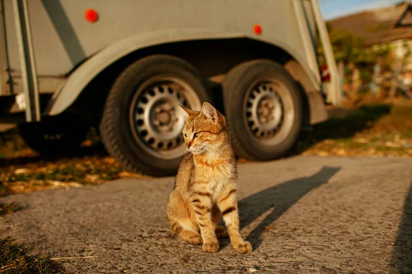 Gato Gengibre Adulto Contra Campo Pôr Sol — Fotografia de Stock