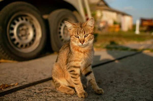 Chat Roux Adulte Contre Campagne Coucher Soleil — Photo