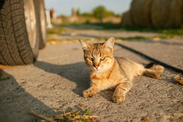 Gato Gengibre Adulto Contra Campo Pôr Sol — Fotografia de Stock