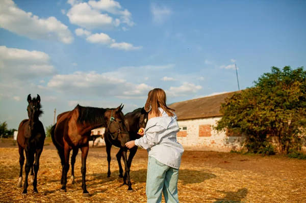 農場の馬の群れの近くに若い女の子が立っている — ストック写真