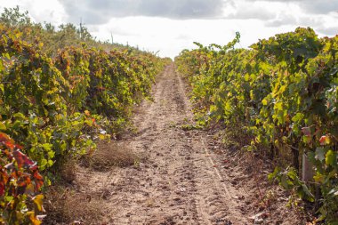 Üzüm bağları ve bitki sıraları ile Şarap Estate Vineyard Plantasyon Sistemi.