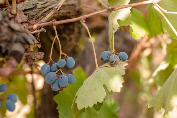 Vin Estate Vineyard Plantation System Med Vinrankor Och Växtrader — Stockfoto