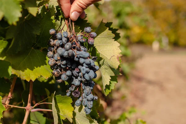 Sistema Plantación Viñedos Viñedos Con Viñas Uva Filas Plantas —  Fotos de Stock