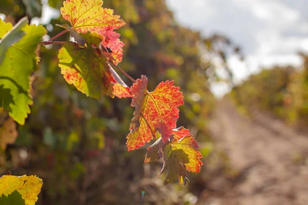 Vin Estate Vineyard Plantation System Med Vinrankor Och Växtrader — Stockfoto