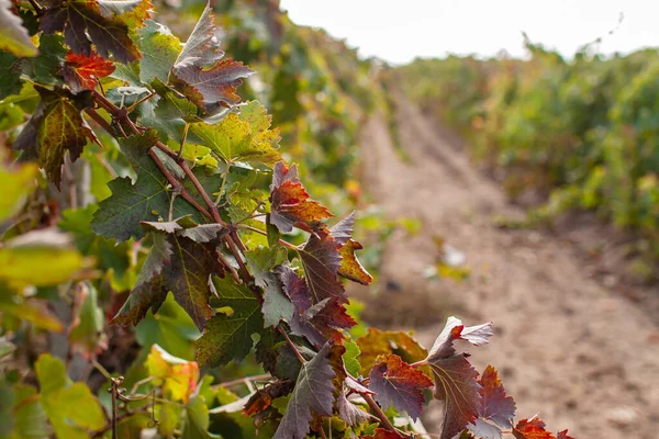 Estate Vineyard Plantation System Grape Vines Plants Rows — Stock fotografie