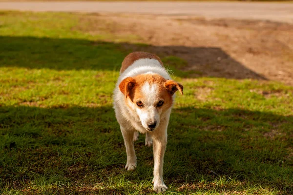 Słodkie Szczęśliwy Piesek Piesek Leżący Trawie — Zdjęcie stockowe