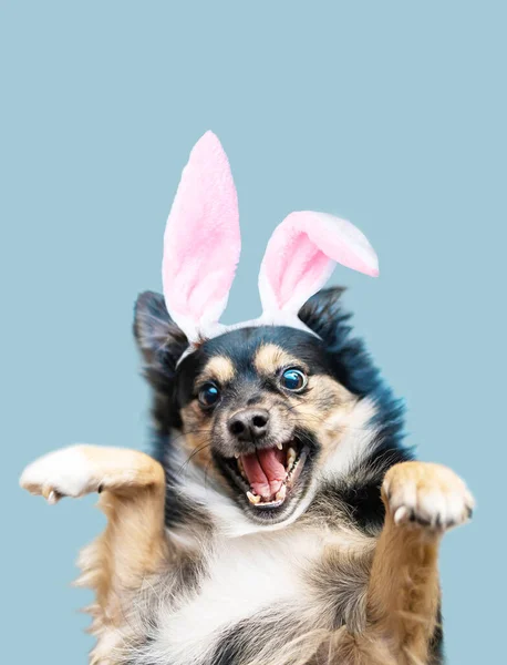 Vtipný Velikonoční Pes Nosí Klobouk Králičími Ušima Izolovanými Modrém Pozadí Stock Snímky
