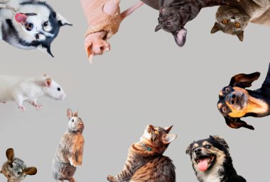 Garip hayvanlardan yapılmış sanat kolajı gri stüdyo arka planında izole edilmiş farklı türler. Hareket, eylem, evcil hayvanlar, aşk, hayvan hayatı kavramı. Mutlu görün, mutlu ol. İlan ve el ilanları için kopyalama alanı.