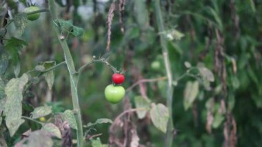 Küçük yeşil olgunlaşmamış domatesler sarmaşıkta asılı, serada koyu yeşil yapraklar..
