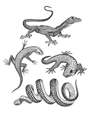 Lizards and snake skin pen and ink drawed clipart