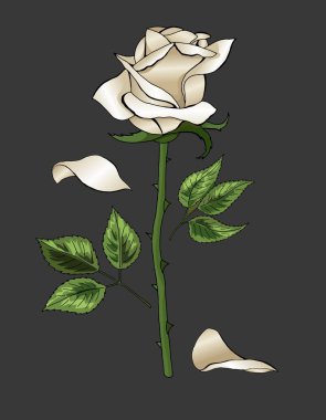 Beyaz gül zarif tek çiçek koyu gri arka plan vektör şablonundaki