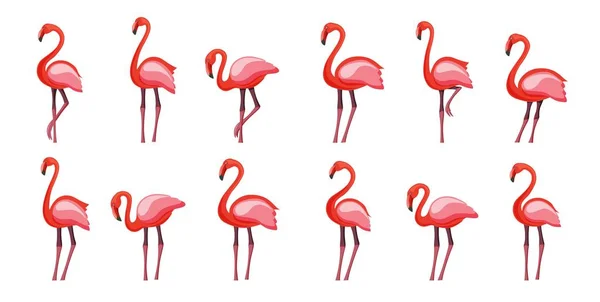 Pink flamingo set, vector illustratie geïsoleerd op witte achtergrond — Stockvector