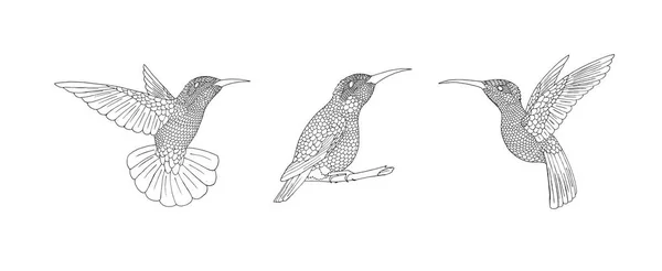 Zendoodle 鸟。手与手的手绘蜂鸟淹没涂鸦羽毛. — 图库矢量图片