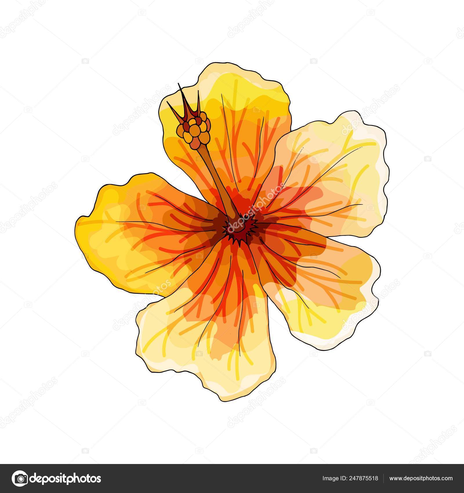 綺麗な赤い 花 イラスト 最高の動物画像
