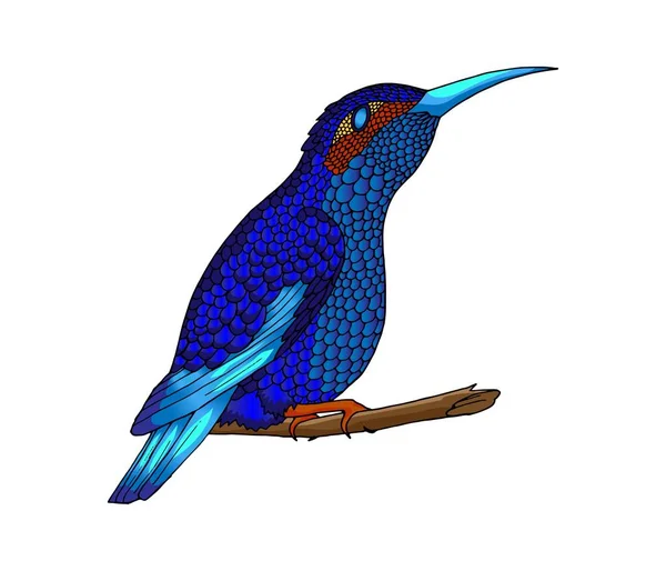小蜂鸟。异国情调的热带大肠杆菌动物图标。蓝宝石蓝色羽毛 — 图库矢量图片