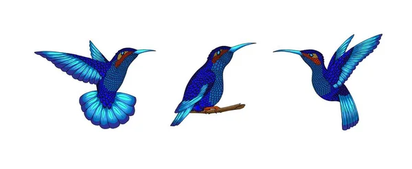 Kleine kolibries. Exotische tropische colibri dierlijke pictogram. Saffier blauw veren — Stockvector