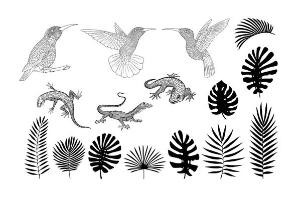 Siluetas de lagartos, gecos y plátanos tropicales, palmeras, hojas de monstera vector — Archivo Imágenes Vectoriales