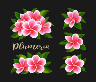 Yeşil yaprakları izole ile Gerçekçi beyaz pembe plumeria frangipani çiçek