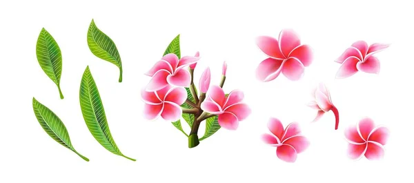 Tropikal vektör pembe plumeria çiçekler, dalları ve çiçek kartı için ayarlanmış yaprakları — Stok Vektör
