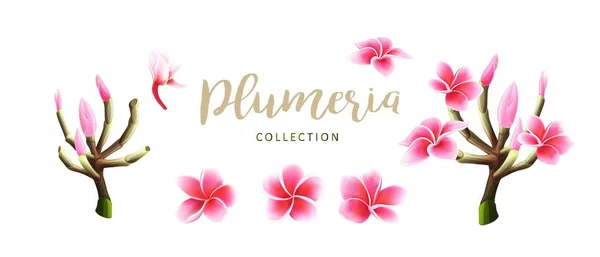 Tropical vector rosa plumeria flores, ramas y hojas conjunto para tarjeta floral — Vector de stock