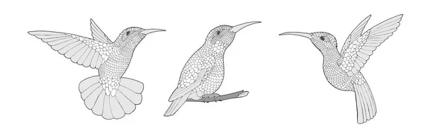 Dibujo para colorear con aves exóticas de colibrí, juego de ilustración de zentangle — Archivo Imágenes Vectoriales