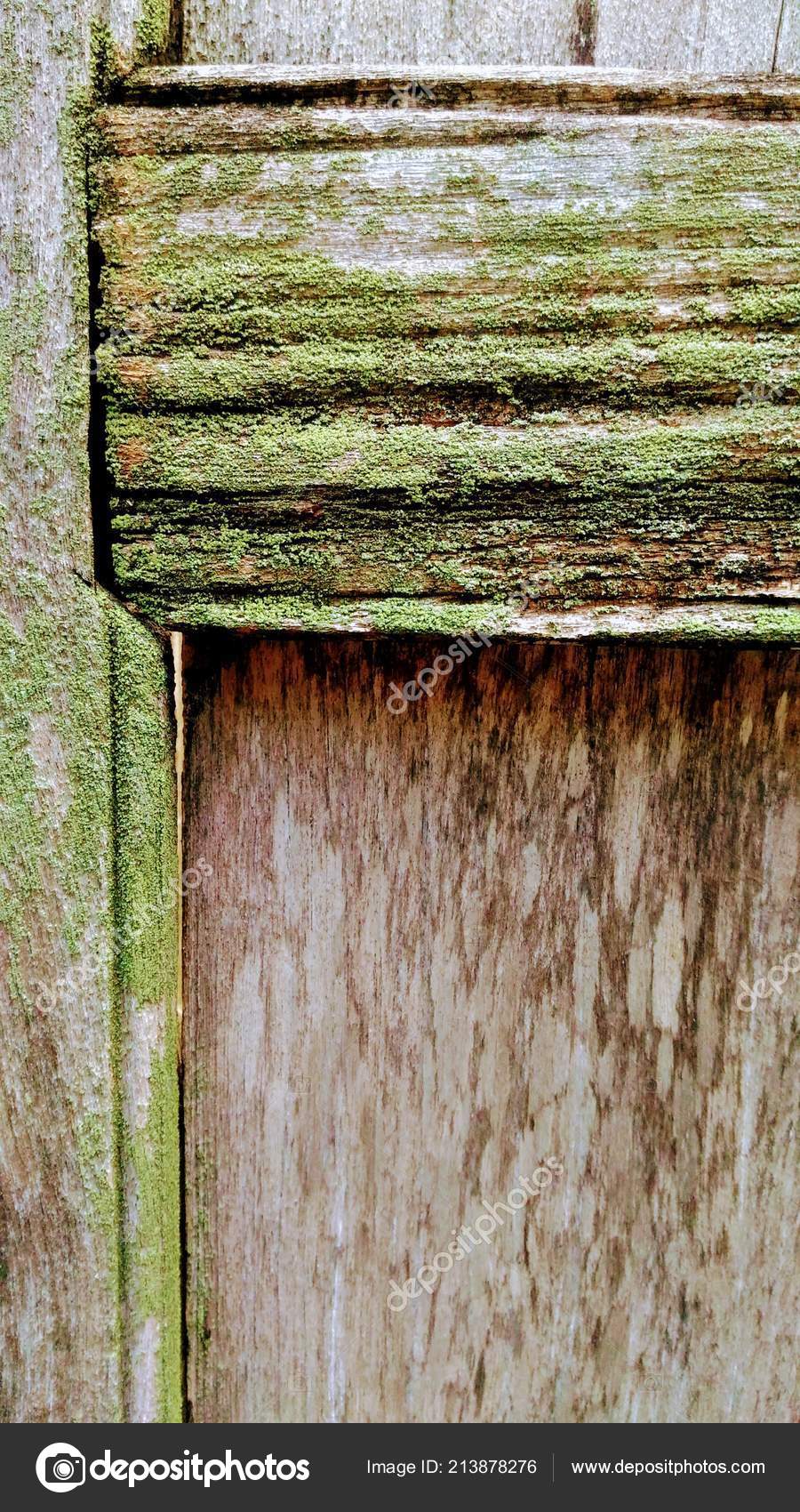 Vieille Porte Bois Est Mouillé Recouvert Lichen Vert