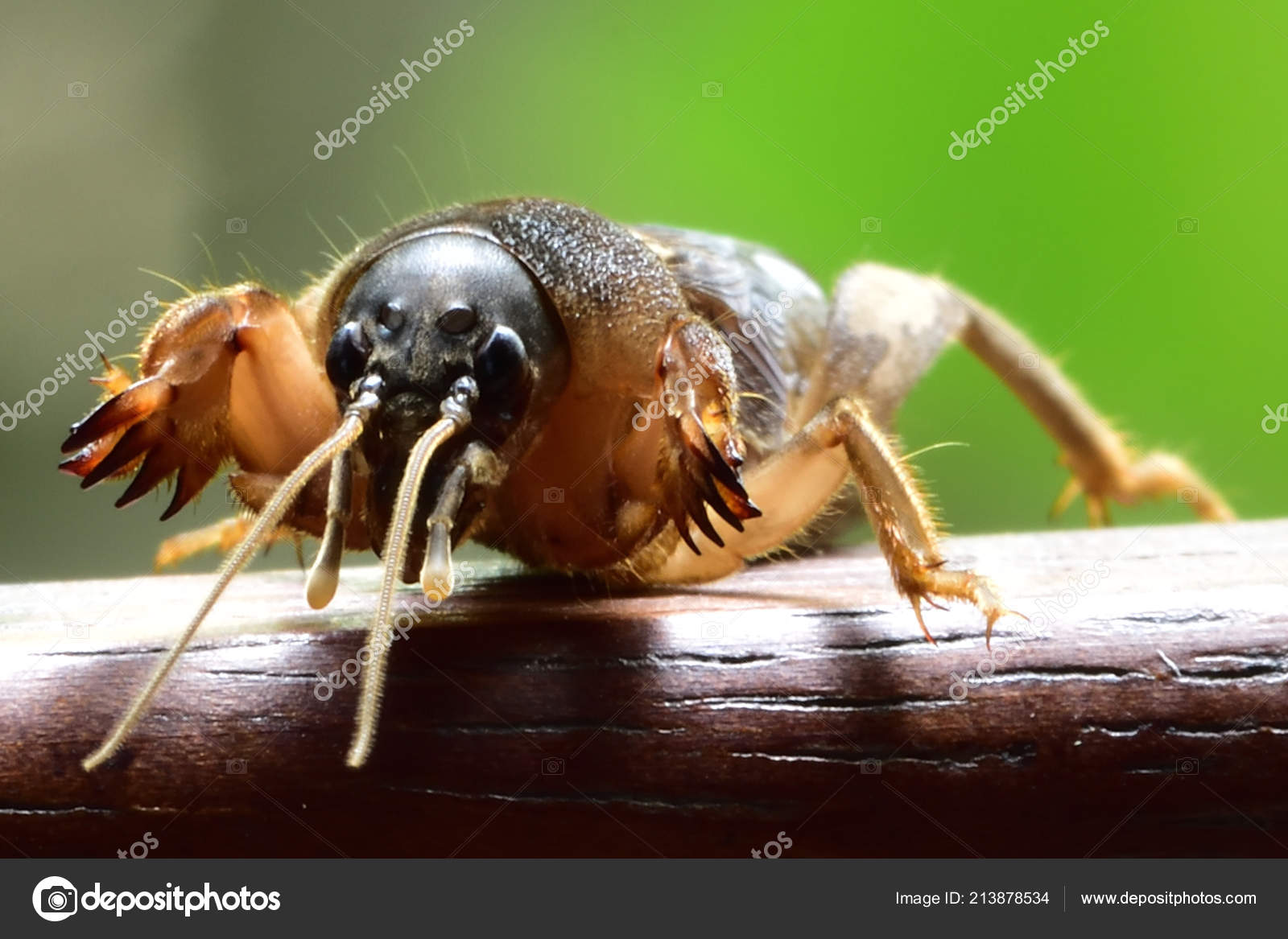 Mole Crickets Flying Insects Thailand Live Basement Large Hand Dig Mole Crickets Flying Insects Thailand Live Basement Large Hand Dig Stock Photo