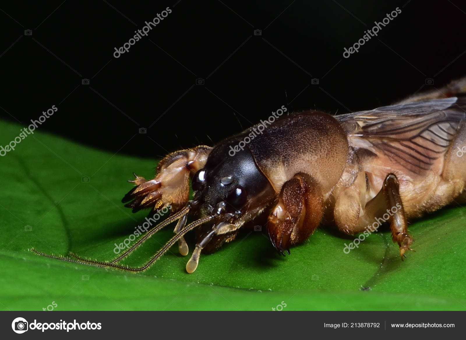 Mole Crickets Flying Insects Thailand Live Basement Large Hand Dig Mole Crickets Flying Insects Thailand Live Basement Large Hand Dig Stock Photo