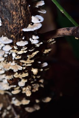 Beyaz mantar nem ile mango ağaçları bulunur. Tayland kırsal kesimde mango mantar denir.