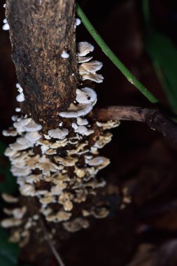 Beyaz mantar nem ile mango ağaçları bulunur. Tayland kırsal kesimde mango mantar denir.