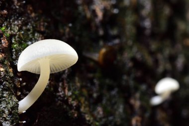 Beyaz mantar nem ile mango ağaçları bulunur. Tayland kırsal kesimde mango mantar denir.