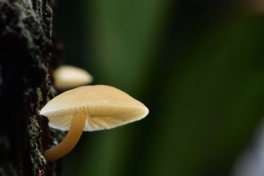 Beyaz mantar nem ile mango ağaçları bulunur. Tayland kırsal kesimde mango mantar denir.