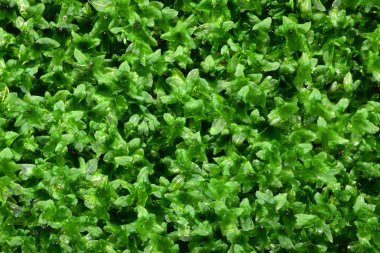 Arka plan küçük bir yeşil yosun var. Çok küçük yeşil yosun bu kayaların üzerinde her zaman kalmış. Genişletilmiş makro lensler ile fotoğraf çekmek.