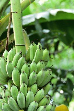 Büyüme muz Botanik Bahçesi bulunmaktadır. Botanik bahçesi içinde genetik birçok türü vardır. Yenilebilir ve yenmez. Muz da bir botanik bahçesi de vardır. Birçok faydası vardır bir meyvedir. Her arazide bulabilirsiniz.