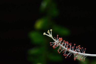 Beyaz hibiscus çiçek Botanik Bahçeleri. Hassas beyaz yaprakları vardır. Turuncu ve sarı renkli polen.