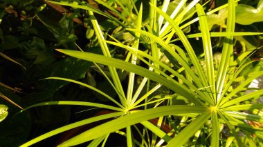 Cyperus botanik bahçe içinde güzel bir havuzda. Uzun ve düz bir çizgi sivri yeşil yaprakları vardır.