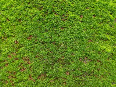 Arka plan küçük bir yeşil yosun var. Çok küçük yeşil yosun bu kayaların üzerinde her zaman kalmış. Genişletilmiş makro lensler ile fotoğraf çekmek.