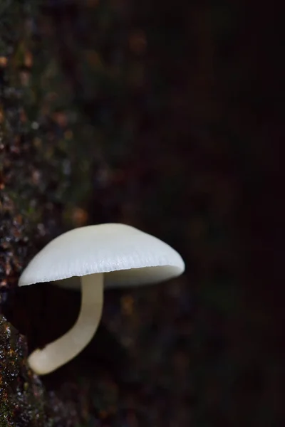 Cogumelos Brancos São Encontrados Árvores Manga Com Umidade Campo Tailândia — Fotografia de Stock