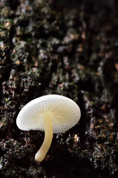 Les Champignons Blancs Trouvent Dans Les Manguiers Avec Humidité Dans — Photo