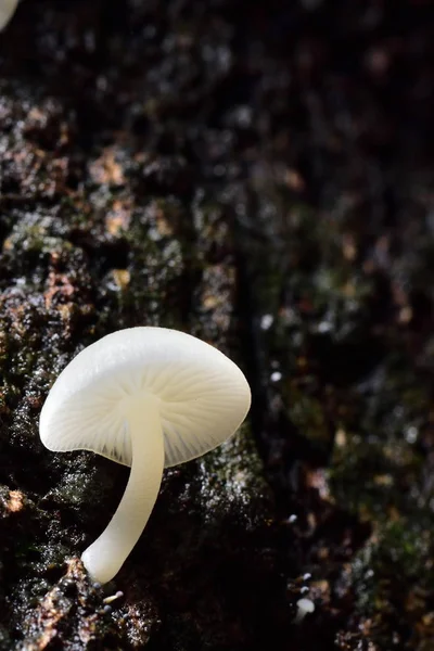 Les Champignons Blancs Trouvent Dans Les Manguiers Avec Humidité Dans — Photo