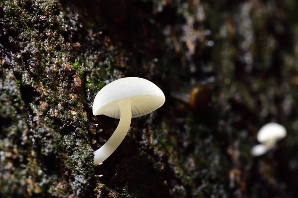 White mushrooms are found in mango trees with dampness. In the countryside of Thailand is called mango mushrooms.