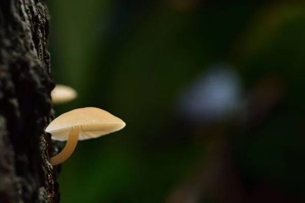 Cogumelos Brancos São Encontrados Árvores Manga Com Umidade Campo Tailândia — Fotografia de Stock