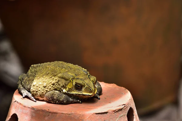 Toad Has Rough Yellow Surface Toad Escape Sun Crouched Earthen — Stock Photo, Image
