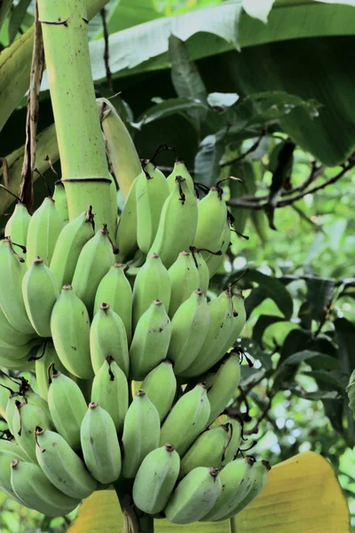 Growth of bananas in the botanical garden.In the botanical garden there are many kinds of genetics. Both edible and inedible. Bananas are also a botanical garden as well. It is a fruit that has many benefits. You can find it in every terrain.